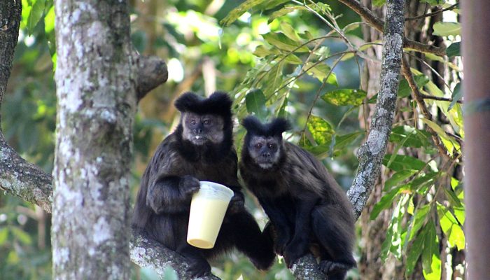 1 de 2Pesquisadora flagrou visitantes de parque no interior de SP oferecendo alimentos inapropriados para macacos-prego — Foto: Natascha Scarabelo/Arquivo Pessoal