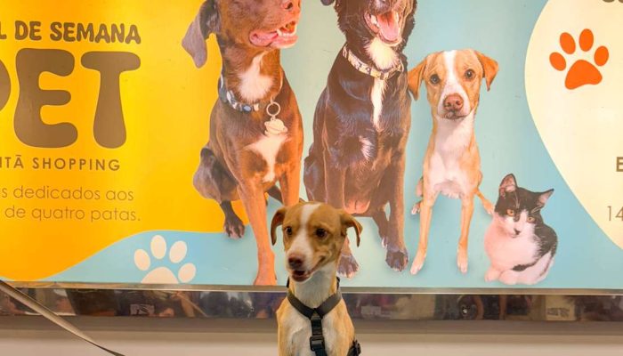 Butantã Shopping promove encontro de cães da raça Westie neste fim de semana