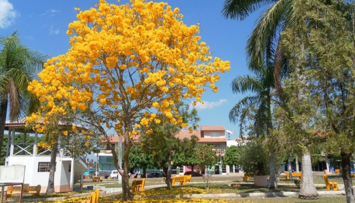 Chá de pau d’arco: aprenda a fazer e conheça os benefícios