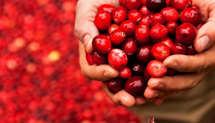 Conheça os benefícios do cranberry para a saúde