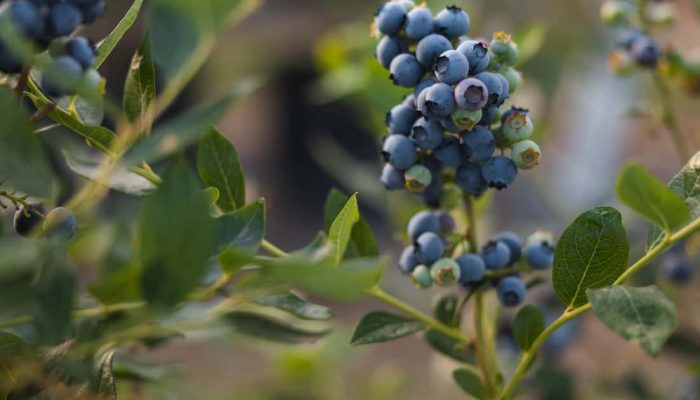 A fruta que limpa os rins e protege sua saúde de forma natural