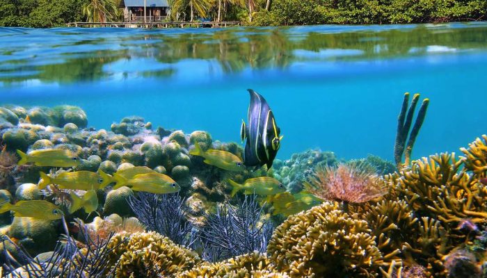 No Panamá, Bocas del Toro conecta mar e floresta