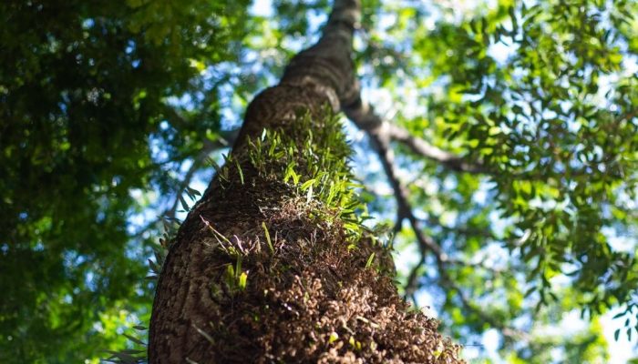 Feirata tem programação em meio à natureza neste sábado na Mata de Santa Genebra