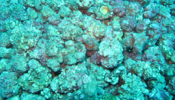 1 de 2Algas marinhas do gênero Lithothamnium — Foto: PrimaSea