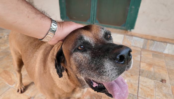 1 de 3Cachorro Gibi que desapareceu por 11 meses em Sertãozinho (SP) — Foto: Reprodução/EPTV