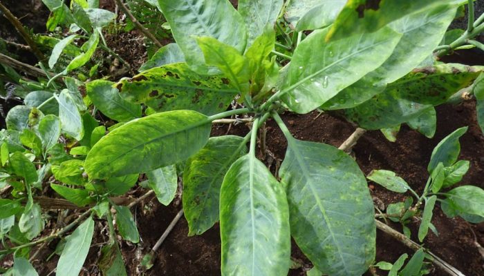 “Falsa couve”: conheça os riscos da planta que levou 4 pessoas ao hospital em MG