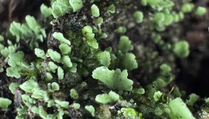 1 de 3Lecanoromycetes é a maior classe de fungos liquenizados, pertencente ao filo Ascomycota. — Foto: srsbb / iNaturalist