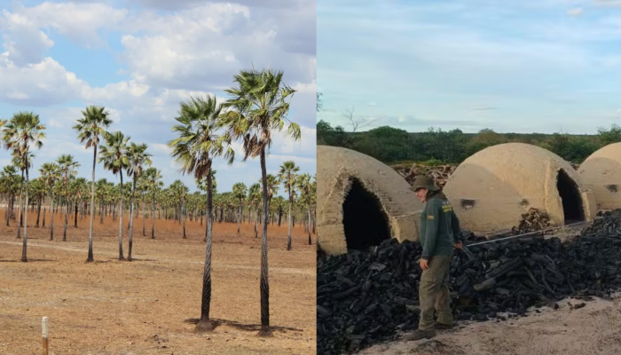1 de 1Piauí enfrenta queda acentuada na produção de carnaúba e carvão vegetal — Foto: Reprodução