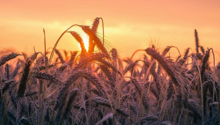 PGRTR substitui PPRA no agronegócio