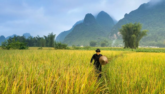 Crédito rural de R$ 12 bi emperra e deixa produtores sem acesso
