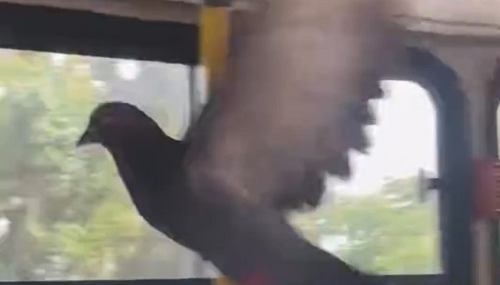 1 de 1Pombo voa dentro de ônibus e assusta passageiros — Foto: Reprodução/Redes Sociais