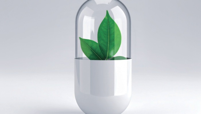 Ora-pro-nóbis: para que serve a planta famosa em suplementos?