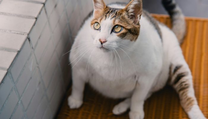 “Ozempet”? Farmacêuticas estudam canetas e implantes emagrecedores para cães e gatos