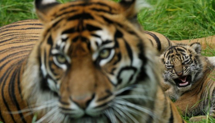 Zoológico na Dinamarca pede doação de pets vivos para alimentar predadores