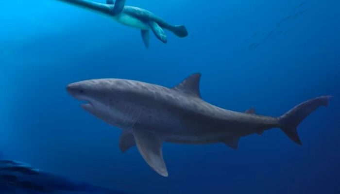 Fósseis de tubarão gigante que viveu há 115 milhões de anos são encontrados