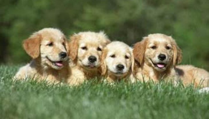 Problemas respiratórios em cães jovens podem indicar infecções graves, alerta veterinária