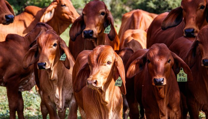 Pecuarista deve indenizar agricultor por invasão de gado a lavoura
