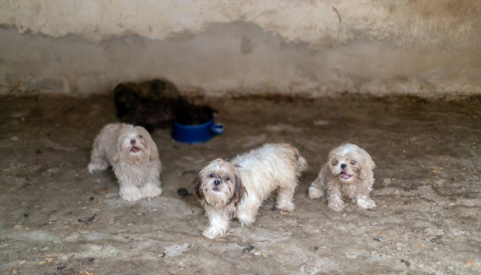 1 de 1Animais são resgatados de canil clandestino em Cuiabá — Foto: Prefeitura de Cuiabá